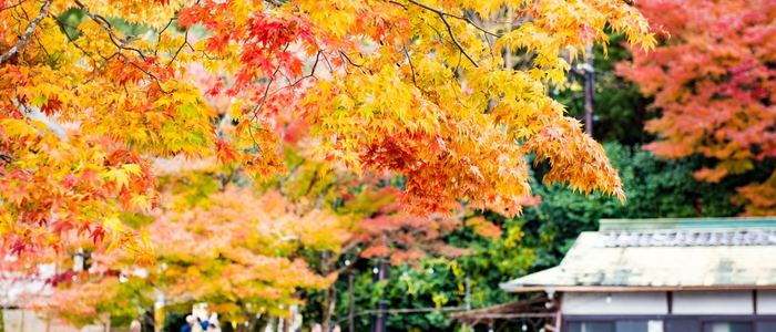 新婚旅行(ハネムーン)やカップル旅行におすすめの国内旅行:静岡県・富士山麓